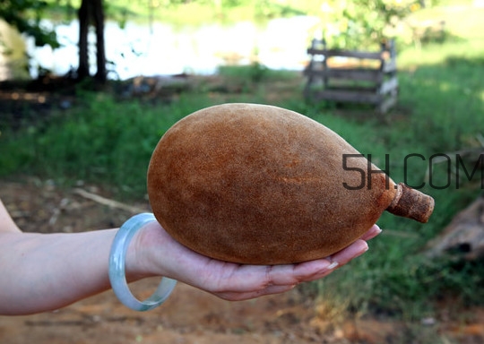 猴面包樹和面包樹是同一種植物嗎？猴面包樹能在北方種植嗎