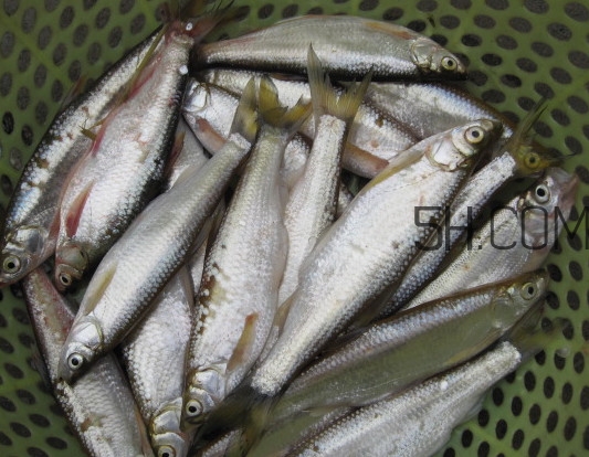 刁子魚是什么魚？刁子魚是翹嘴鲌嗎