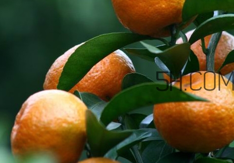皇帝柑是哪里的特產？皇帝柑是熱性還是涼性？