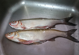 刁子魚是淡水魚嗎？刁子魚怎么釣