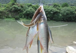 刁子魚怎么挑選？刁子魚怎么做好吃