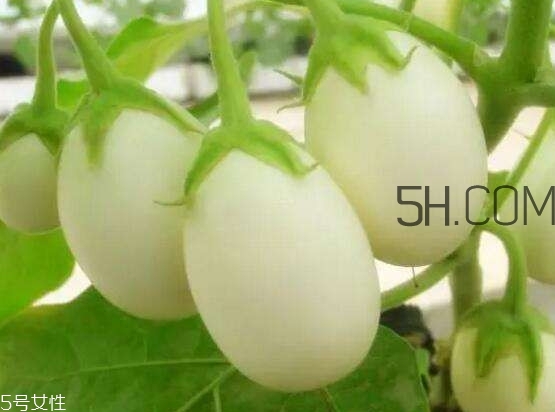 蛋樹(shù)可以種植嗎？蛋樹(shù)苗哪里可以買(mǎi)到