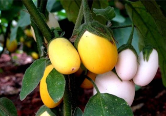 蛋樹果實可以吃嗎？蛋樹長什么樣