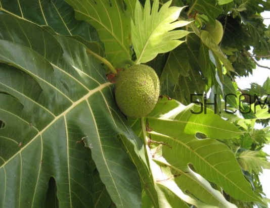 猴面包樹和面包樹是同一種植物嗎？猴面包樹能在北方種植嗎