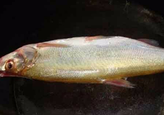 刁子魚(yú)是什么魚(yú)？刁子魚(yú)是翹嘴鲌嗎