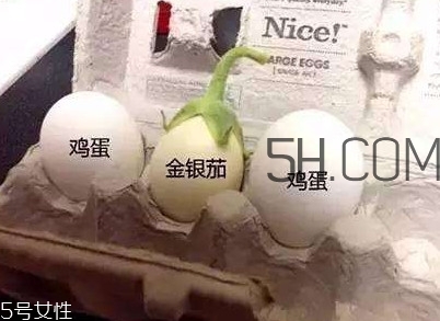 蛋樹(shù)可以種植嗎？蛋樹(shù)苗哪里可以買(mǎi)到