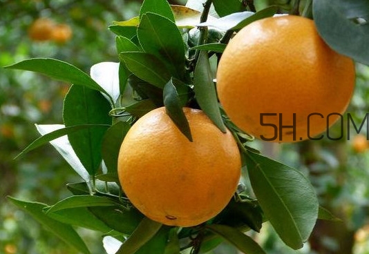 貢柑什么時(shí)候上市？貢柑什么時(shí)候放秋梢