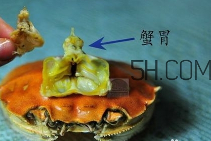 螃蟹的屎在哪里？螃蟹的屎和蟹黃怎么分辨？
