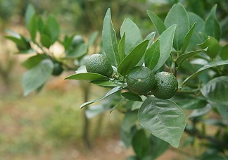貢柑怎么預(yù)防裂果？貢柑種植管理技術(shù)