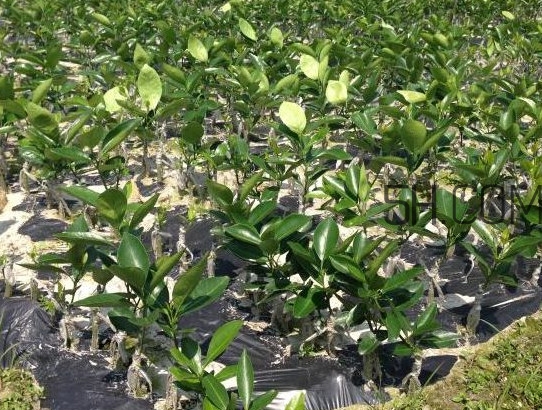 貢柑怎么預(yù)防裂果？貢柑種植管理技術(shù)