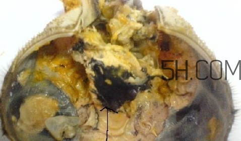 螃蟹的屎在哪里？螃蟹的屎和蟹黃怎么分辨？