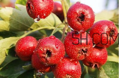 臨產(chǎn)前可以吃山楂嗎？臨產(chǎn)前吃什么有助于順產(chǎn)？