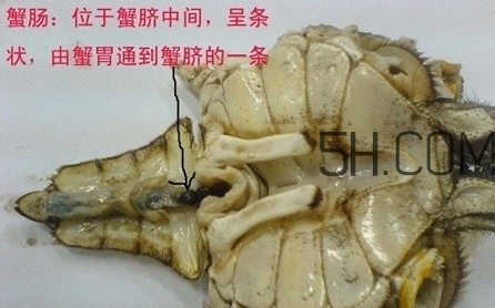 螃蟹的屎在哪里？螃蟹的屎和蟹黃怎么分辨？