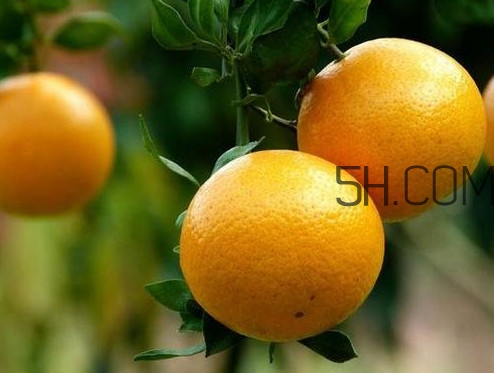 貢柑什么時(shí)候上市？貢柑什么時(shí)候放秋梢