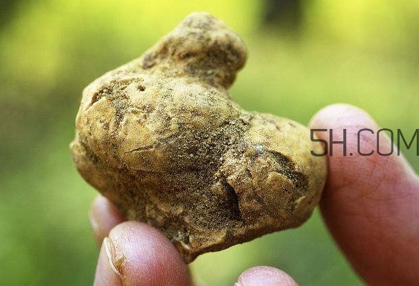 白松露是什么？白松露的功效與作用