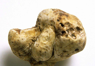 白松露是什么？白松露的功效與作用