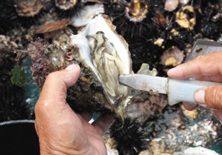 海蠣子壯陽嗎？海蠣子有寄生蟲嗎