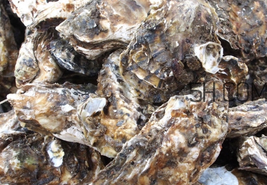 海蠣怎么做好吃？海蠣是怎么生長(zhǎng)出來(lái)的