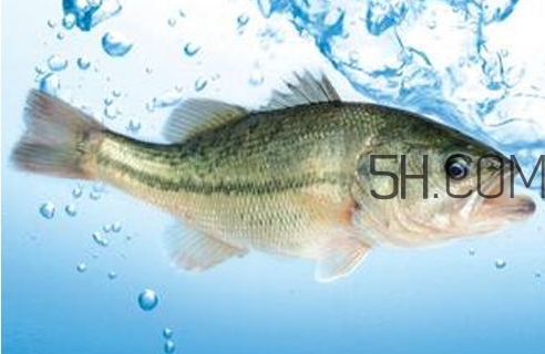 黃金鱸魚是什么品種？黃金鱸魚多少錢一斤