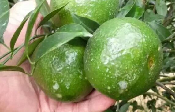 新會(huì)柑哪里的最好？新會(huì)柑什么時(shí)候有