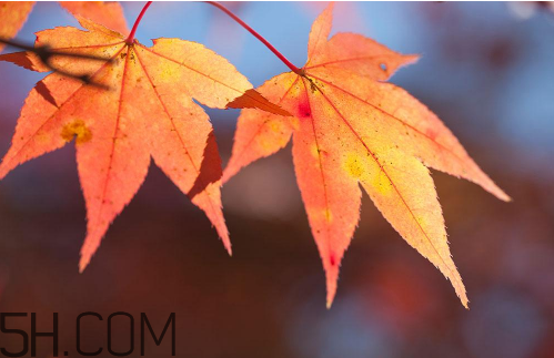 秋天犯困頭暈怎么辦？秋天吃什么補(bǔ)身體？
