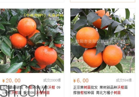沃柑苗多少錢一株？沃柑為何叫晚熟大王