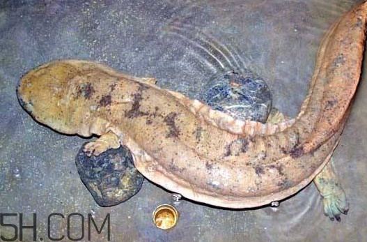 娃娃魚吃什么？娃娃魚是國(guó)家?guī)准?jí)保護(hù)動(dòng)物