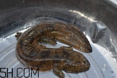 娃娃魚是魚嗎？娃娃魚買賣違法嗎？