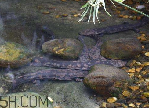 野生娃娃魚和養(yǎng)殖娃娃魚有什么區(qū)別？娃娃魚有毒嗎