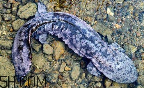娃娃魚是魚嗎？娃娃魚買賣違法嗎？