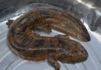 娃娃魚是魚嗎？娃娃魚買賣違法嗎？
