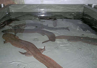 娃娃魚什么時(shí)候會(huì)叫？娃娃魚為什么叫娃娃魚