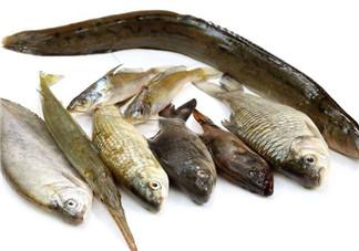 沒有魚刺的魚是哪種魚？如何挑選魚？