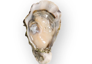 海蠣子是發(fā)物嗎？海蠣子什么人不能吃