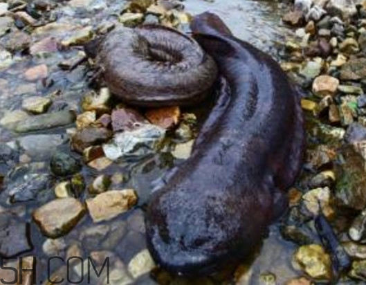 娃娃魚能治什么病？娃娃魚可以和金魚一起養(yǎng)嗎