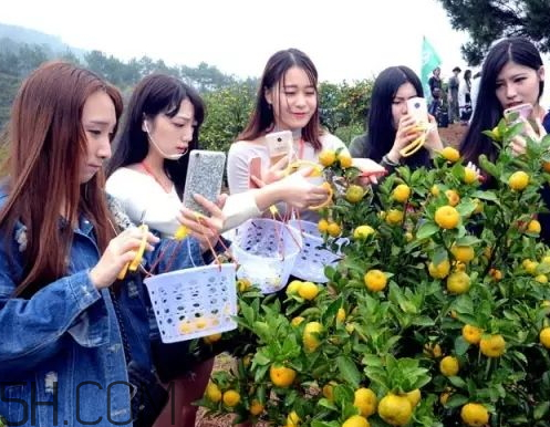 南豐蜜桔節(jié)什么時候？2017南豐蜜桔節(jié)時間