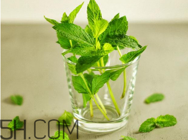 感冒可以喝酒嗎？薄荷治療感冒的方法