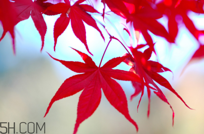 楓葉幾月份最紅？楓葉幾月的時(shí)候最美？