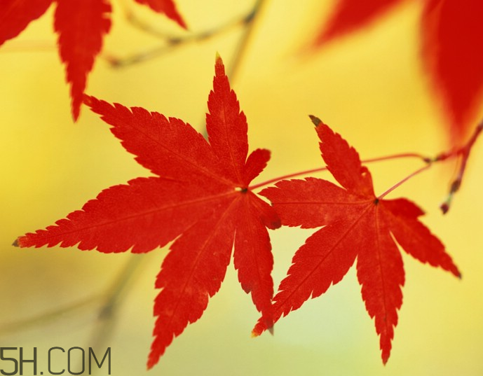 楓葉幾月份最紅？楓葉幾月的時(shí)候最美？
