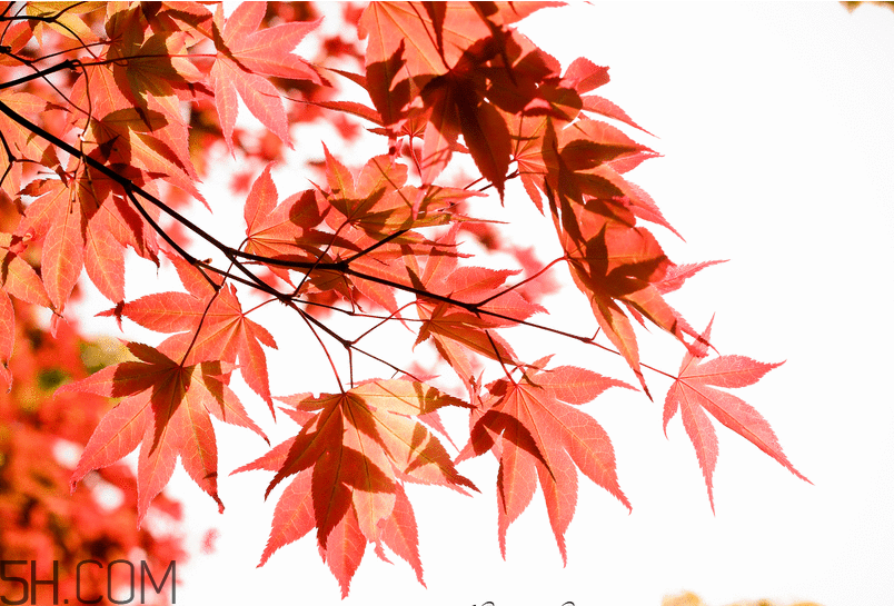 楓葉幾月份最紅？楓葉幾月的時(shí)候最美？