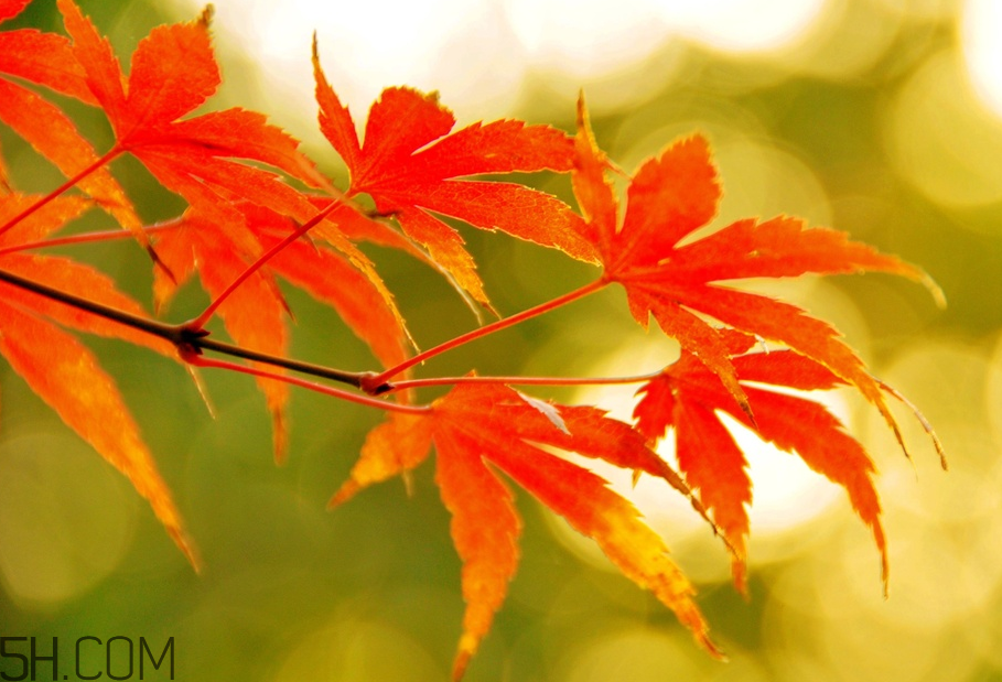 楓葉幾月份最紅？楓葉幾月的時(shí)候最美？