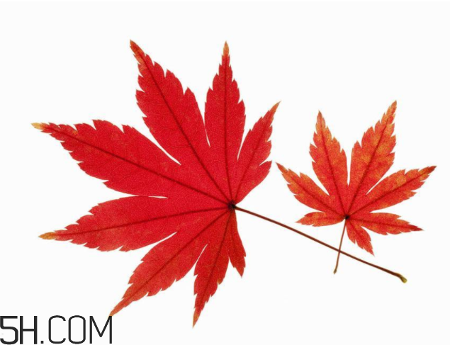楓葉可以用來做什么？楓葉可以染頭發(fā)嗎？