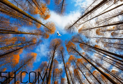 楓葉可以用來做什么？楓葉可以染頭發(fā)嗎？