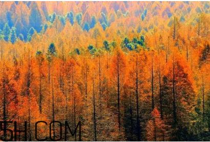 楓葉可以用來做什么？楓葉可以染頭發(fā)嗎？