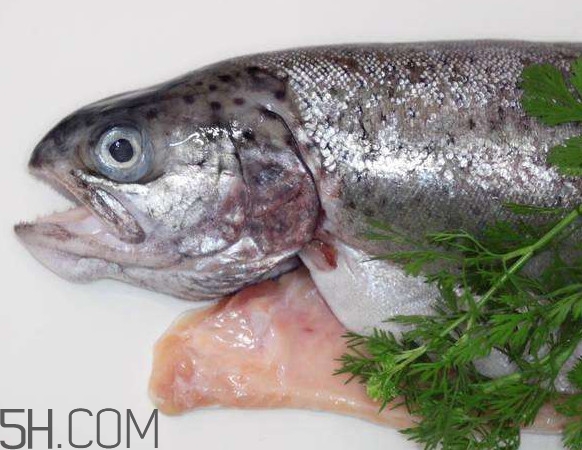 鮭魚是什么魚？鮭魚多少錢一斤