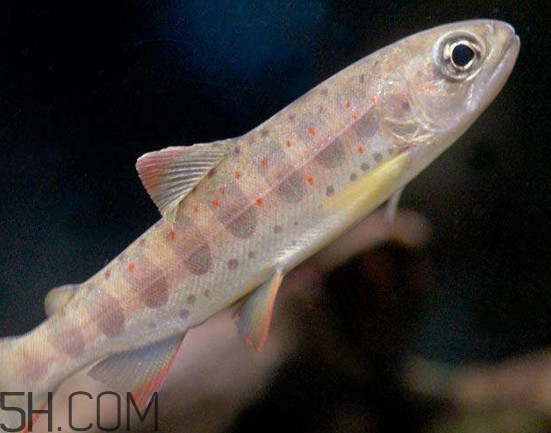 鮭魚是三文魚嗎？鮭魚的營養(yǎng)價值