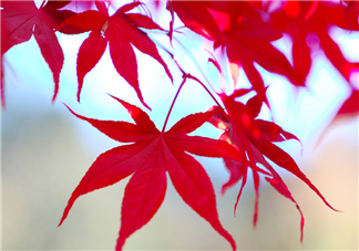 楓葉幾月份最紅？楓葉幾月的時候最美？