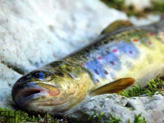 鮭魚是什么魚？鮭魚多少錢一斤