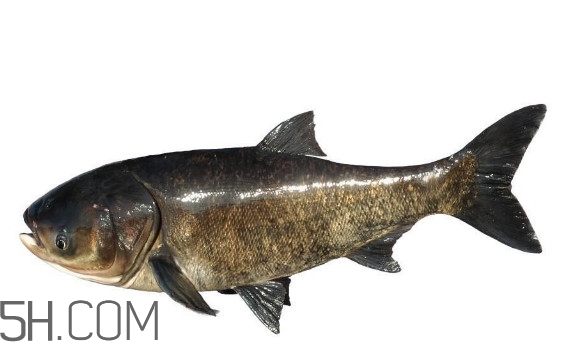 胖頭魚為什么叫胖頭魚？胖頭魚能長(zhǎng)到多大