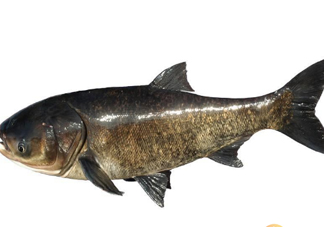 胖頭魚(yú)為什么叫胖頭魚(yú)？胖頭魚(yú)能長(zhǎng)到多大